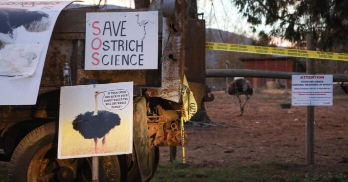 Man connected to B.C. ostrich protest charged with assault, mischief: Police