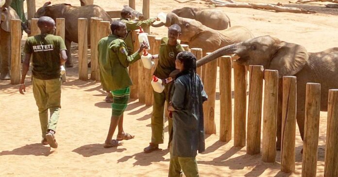 Elephant orphans. Goat’s milk. This safari reveals the impact of wildlife conservation in Kenya