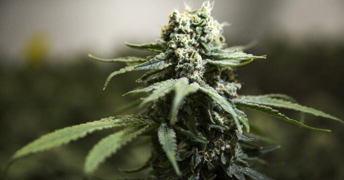 N.S. dispensary raided following government directive for crackdown on cannabis