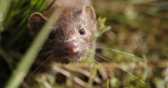 B.C. mink farmers drop legal challenge of ban, citing costs after four-year fight