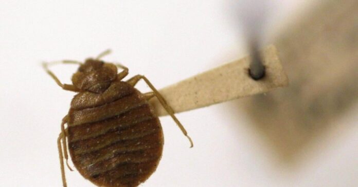 Hundreds of pests found in federal buildings as feds draft back-to-office plan