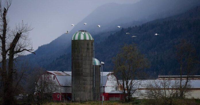 Alberta animal welfare agency says dog that tested positive for avian influenza dead