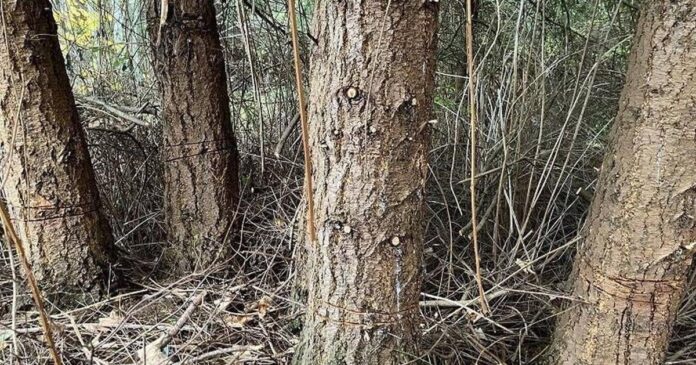 About 70 trees deliberately cut around their bases, left to die in Powell River, B.C.