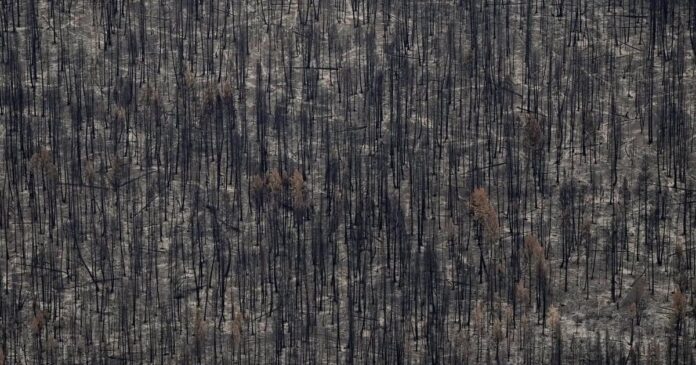 B.C. mills processed more than one million cubic metres of wildfire chips in 2024-25