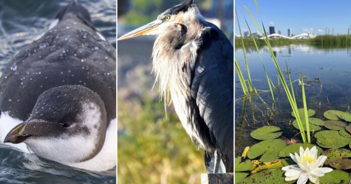 How a resurrected Toronto river led to a flood of flora and fauna not seen in decades
