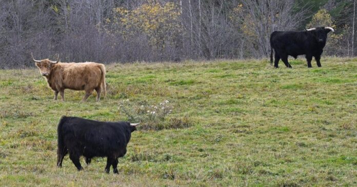 P.E.I. researchers look at how cow poop can strengthen soil, reduce emissions