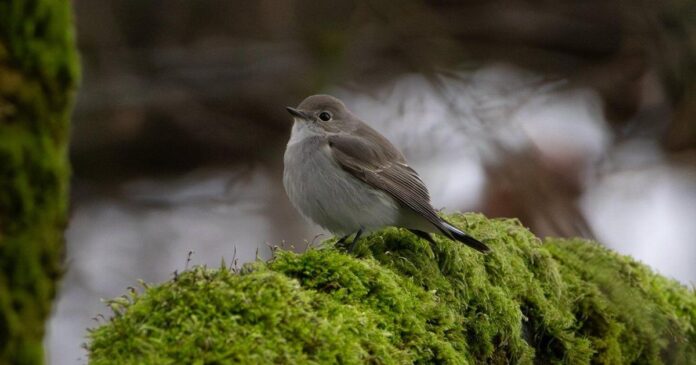 ‘Once in a generation moment:’ Rare taiga flycatcher spotted in Vancouver