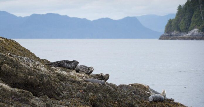 Heavy rainfall warning for B.C.‘s north coast with up to 200 millimetres expected