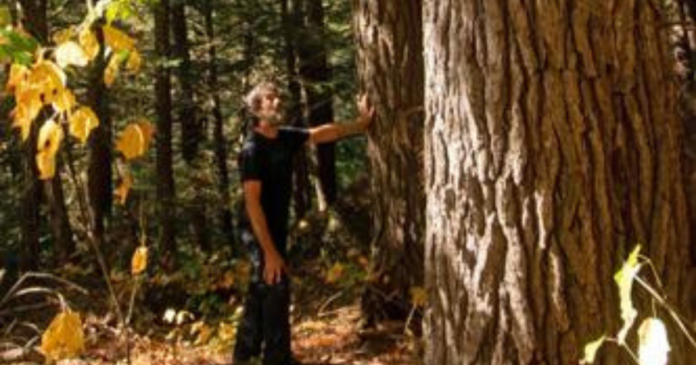 354-year-old forest found in Algonquin Park