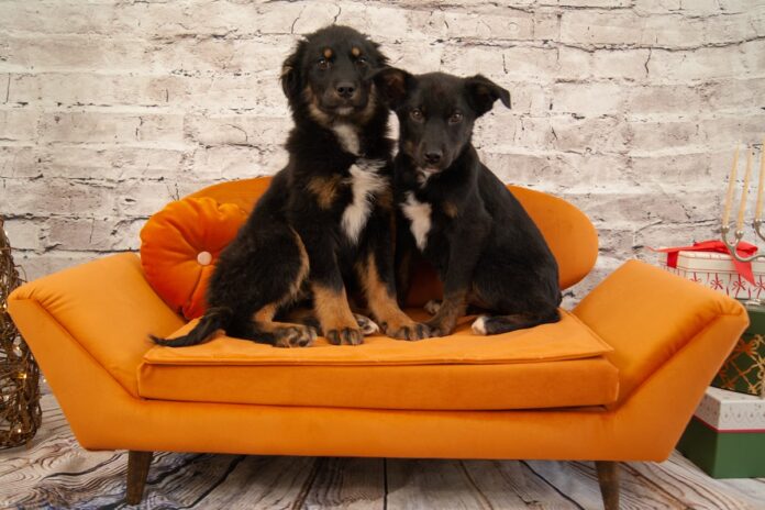 An all-Canadian pet gift guide, modelled by shelter animals ready for a home