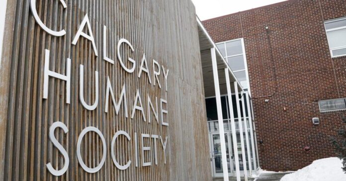 Calgary man charged after ‘multiple’ alleged animal abuse incidents this past year