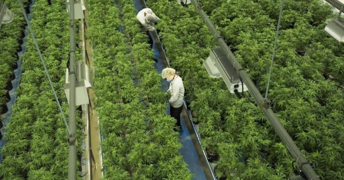 Canopy Growth signs deal to buy MTL Cannabis in agreement valued at $125M