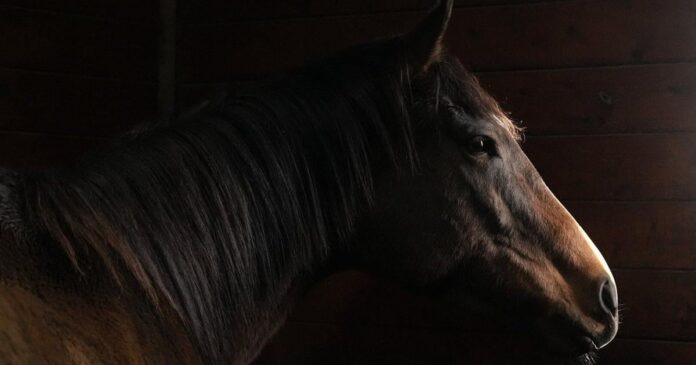 How retired racehorses in Ontario find new purpose after the track