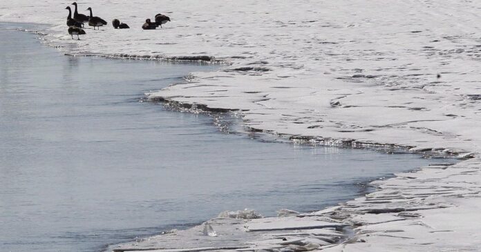 Hundreds of Canada goose deaths in Manitoba leave wildlife experts perplexed