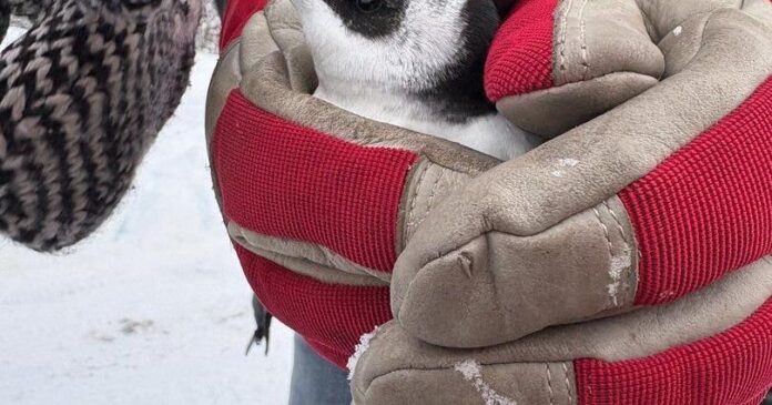 Seabirds that look like pint-sized penguins blown ashore in Newfoundland after storms