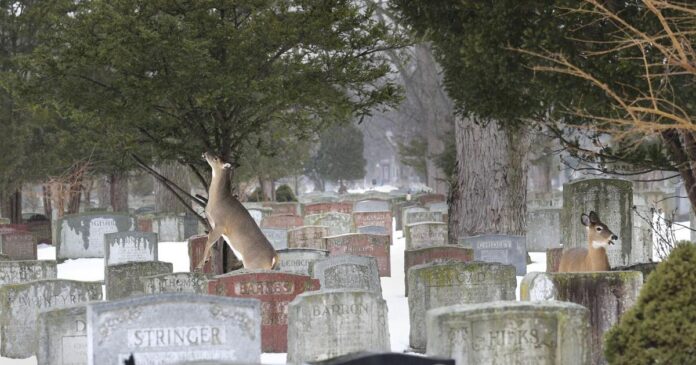 Deer with arrow in chest and antlers sawed off found at Park Lawn Cemetery, police investigating