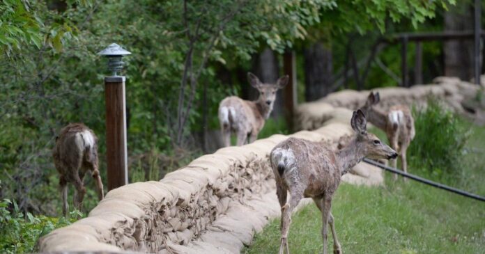 One new case of chronic wasting disease confirmed in deer in B.C.‘s Kootenay