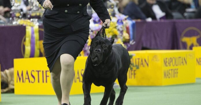 Some N.S. towns have tried to ban ‘dangerous’ dog breeds without much success