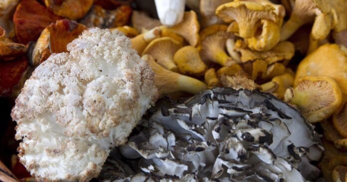 U.S. investigations into Canadian mushroom imports to move ahead