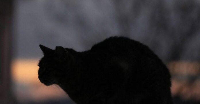 Judge upholds cat custody ruling, saying parenthood and pet ownership aren’t same