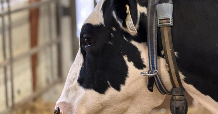 Talking cows? N.S. researchers think they are getting closer to understanding moos