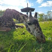 Toronto Zoo announces sudden, ‘heartbreaking’ death of giraffe Kiko