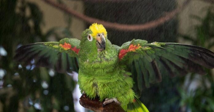 ‘We can’t save them all’: Ontario parrot rescue struggles as birds are surrendered amid a growing crisis